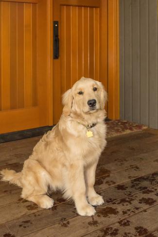 golden retriever month by month