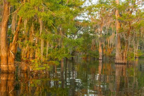 USA, Louisiana, Atchafalaya National Wildlife Refuge. Sunrise on swamp