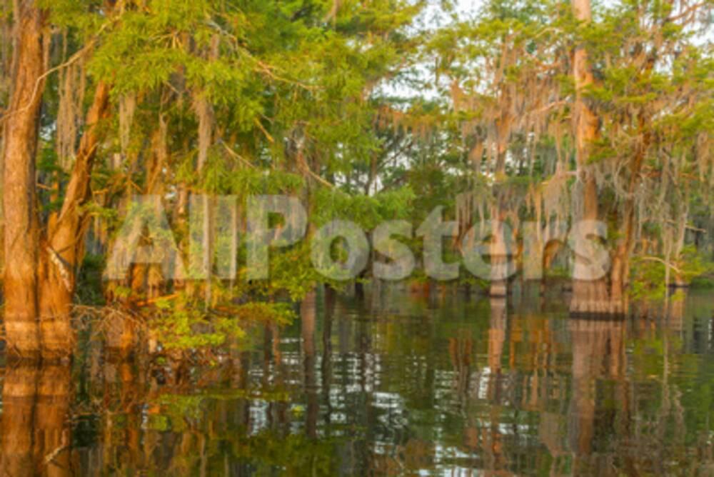 USA, Louisiana, Atchafalaya National Wildlife Refuge. Sunrise on swamp