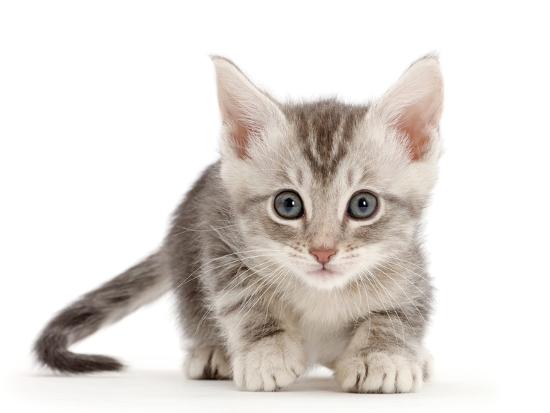Silver Tabby Kitten Photographic Print By Mark Taylor At