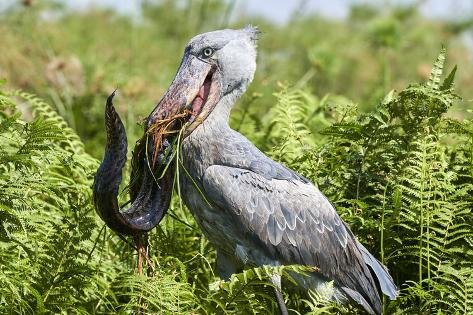 shoebill stork height shoebill stork height