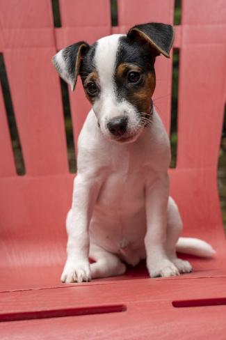 jack russell terrier 2 months old