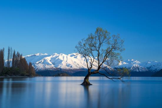 'The Wanaka Tree at backed by snow capped mountains, Wanaka, Otago ...