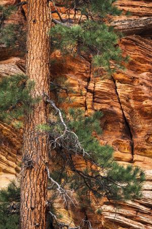 ponderosa zion sandstone