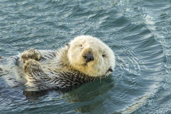 'USA, California, San Luis Obispo County. Sea otter close-up ...