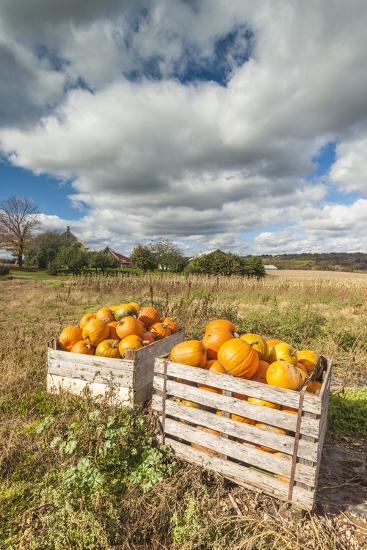 'Canada, Nova Scotia, Annapolis Valley, Wolfville. Pumpkin farm in ...