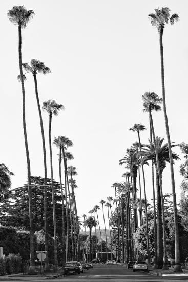 'Black California Series - Palm Tree-Lined Street in Beverly Hills ...
