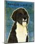 Portuguese Water Dog-John Golden-Mounted Giclee Print