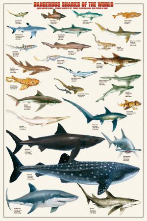 Dangerous Sharks' Prints | AllPosters.com Dangerous Sharks' Prints | AllPosters.com