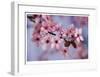 Cherry Blossoms I-Donald Paulson-Framed Giclee Print