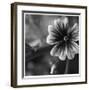 Botanical Study 19-Stacy Bass-Framed Giclee Print