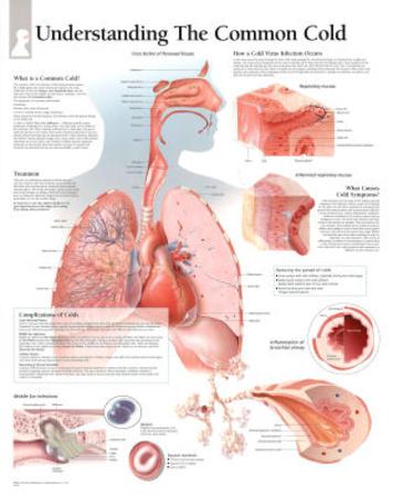 Laminated Poster, , small