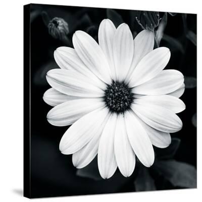 Stretched Canvas Print, , small
