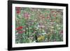 Flower Meadow-Ella Lancaster-Framed Giclee Print