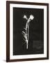 Botanical Collector IV-Chris Dunker-Framed Giclee Print