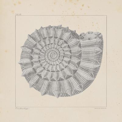 Limited Edition, , small