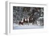 Snowy Runners-Steve Hunziker-Framed Art Print