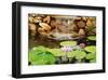 Lilly Pond-Jan Michael Ringlever-Framed Art Print