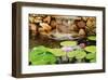 Lilly Pond-Jan Michael Ringlever-Framed Art Print