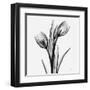 Tulips-Albert Koetsier-Framed Art Print