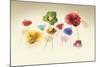 Poppy Panorama-Andreas Stridsberg-Mounted Giclee Print