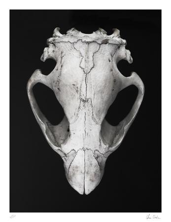 Collectable Print, , small