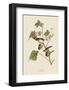 Bay-Breasted Warbler-John James Audubon-Framed Giclee Print