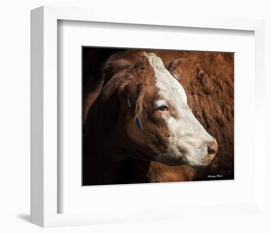 Cow #3-Barry Hart-Framed Art Print