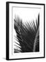 Palms 12-Jamie Kingham-Framed Art Print