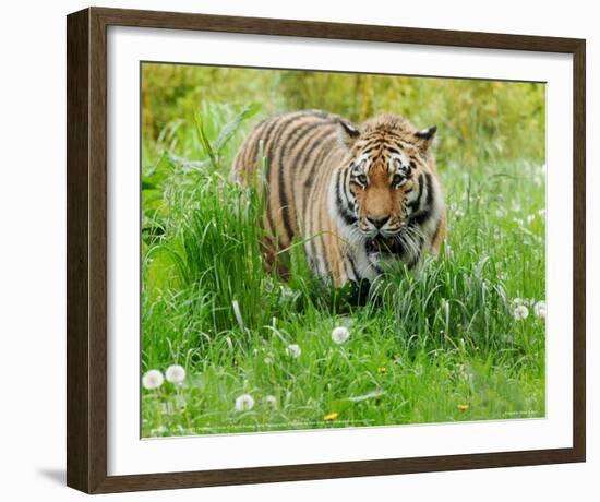 Tiger Amongst Dandelion Clocks Full Bleed-Martin Fowkes-Framed Giclee Print