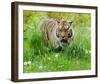 Tiger Amongst Dandelion Clocks Full Bleed-Martin Fowkes-Framed Giclee Print