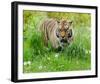 Tiger Amongst Dandelion Clocks Full Bleed-Martin Fowkes-Framed Giclee Print