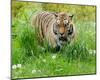 Tiger Amongst Dandelion Clocks Full Bleed-Martin Fowkes-Mounted Giclee Print