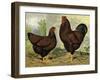 Chickens: Golden Wyandottes-Lewis Wright-Framed Art Print