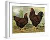 Chickens: Golden Wyandottes-Lewis Wright-Framed Art Print