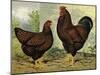 Chickens: Golden Wyandottes-Lewis Wright-Mounted Art Print