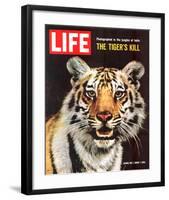 LIFE The Tiger's Kill 1965-null-Framed Art Print