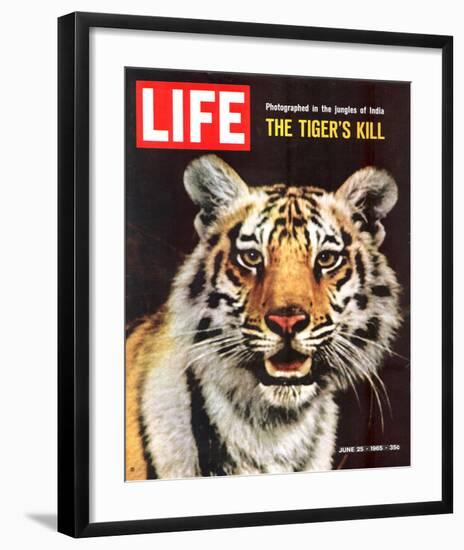 LIFE The Tiger's Kill 1965-null-Framed Art Print