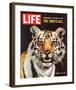 LIFE The Tiger's Kill 1965-null-Framed Art Print