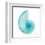 Turquoise Sea Shell-Albert Koetsier-Framed Art Print