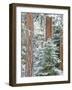 Snowy Pine Forest 3-Don Paulson-Framed Giclee Print