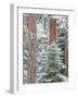 Snowy Pine Forest 3-Don Paulson-Framed Giclee Print