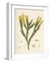 Fucus serratus-Henry Bradbury-Framed Giclee Print