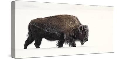 Stretched Canvas Print, , small