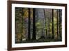 Autumn Thicket-Wild Wonders of Europe-Framed Giclee Print