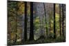Autumn Thicket-Wild Wonders of Europe-Mounted Giclee Print