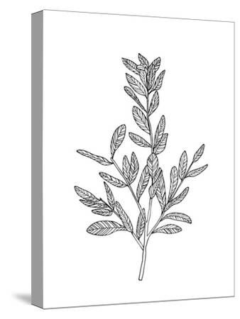 Stretched Canvas Print, , small