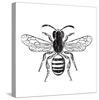 Stretched Canvas Print, , small