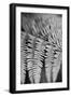 Striking Frond - Grow-Alan Copson-Framed Giclee Print