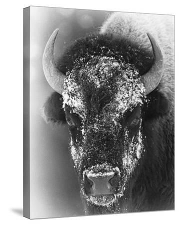 Stretched Canvas Print, , small